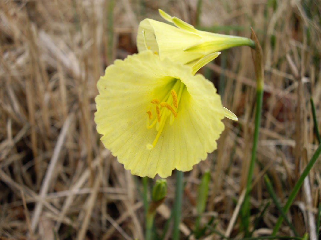 Narcissus bulbocodium photo